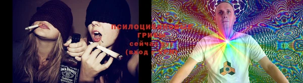 ГАЛЛЮЦИНОГЕННЫЕ ГРИБЫ Каменка